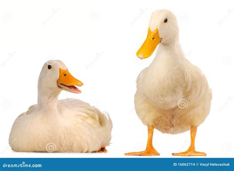 Two Duck Stock Photo Image Of Wildlife Ornithology 16062714