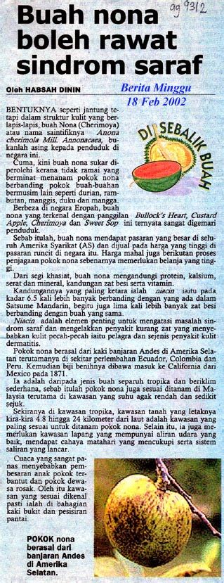 Buah nona alias srikaya yang ditanam beberapa tahun lalu akhirnya bisa dinikmati. Khazanah Alam: Buah nona