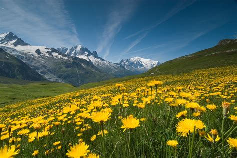 Meadow Of Yellow Flowers And Mountains Flickr Photo Sharing