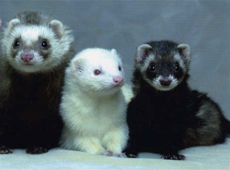 Ferret Facts For Kids and Adults (With images) | Animals ...