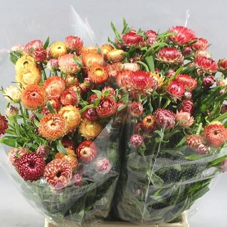 HELICHRYSUM SALMON 50cm Wholesale Dutch Flowers Florist Supplies UK