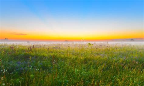 Morning Field Stock Photo Image Of Nature Landscape 43884510
