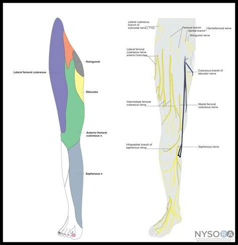 Femoral Nerve Map Location Map Maps