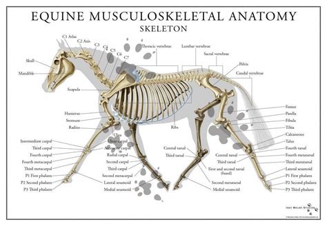 Equine Skeletal System Poster Skeletal System Anatomy Skeletal