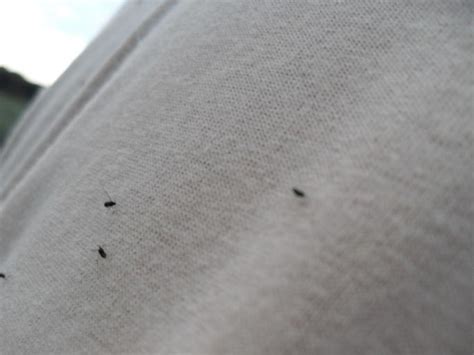 Little Black Bugs That Bite What Are These Annoying