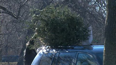 Maybe you would like to learn more about one of these? Recycle your Christmas tree, turn it into mulch with ...
