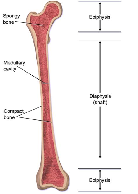 Long Bone Diagram Diaphysis / Https Www Palmbeachstate Edu Slc
