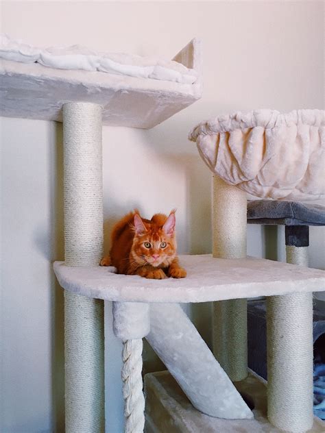 Cat tree floor to ceiling cat condo. Cat Tree for Large Cats - Quality product from Cat Tree ...