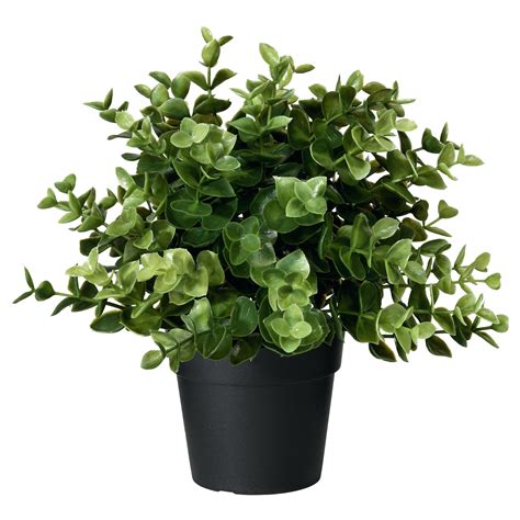 Artificial Potted Plant Oregano PNG Image - PurePNG | Free transparent gambar png