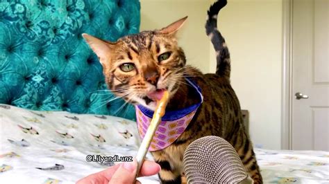 Asmr Cat Eats Peanut Butter Youtube