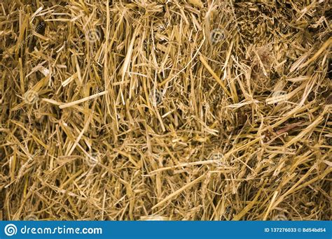 Hay Background Dry Grass For Design Yellow Grass Fills The Entire