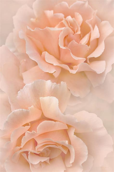Peach Rose Flowers Bouquet Photograph By Jennie Marie Schell