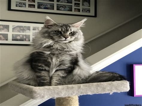 Breeder pedigreed maine coon cats/kittens. The Ideal Strategy for Maine Coon Kittens Fayetteville Nc ...