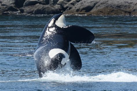 Male Killer Whales Hunt And Eat More Than Females Do