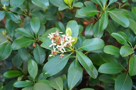 Indian Hawthorn Shrubs For Sale Buying And Growing Guide