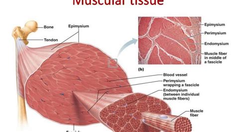 Muscular Tissue Skeletal Smooth And Cardiac Muscle