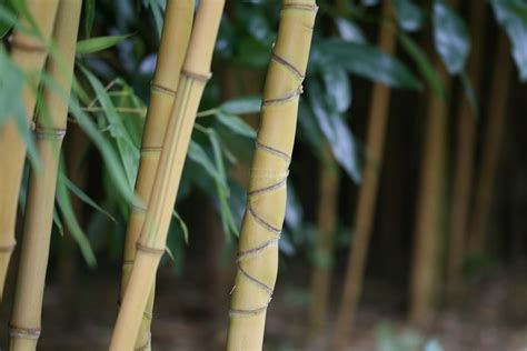 Phyllostachys Bambusoides