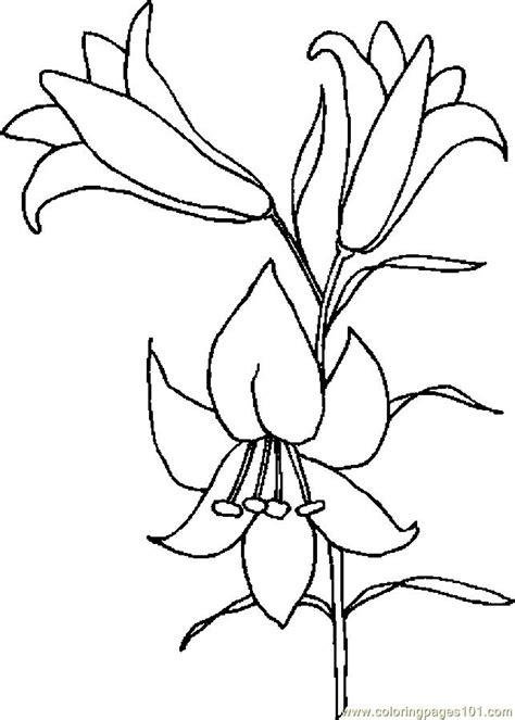Feel free to print and color from the best 38+ lily coloring pages at getcolorings.com. Lily coloring pages to download and print for free