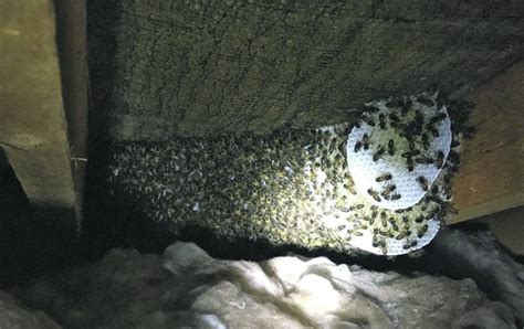 Home Shock As 30 000 Bees Are Found In Attic Newtownards Chronicle
