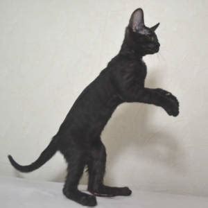 Ya see, the breeder i am considering has f1s and f6s. F6 Savannah Kittens for Sale Amanukatz Savannah Cats Ohio ...