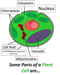 Maybe you would like to learn more about one of these? pictures of plant and animal cells for kids to fill out ...