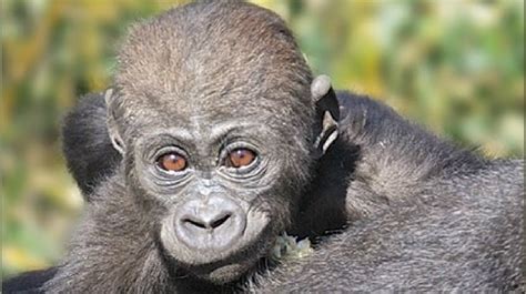 Baby Gorilla Dies At Nc Zoo Wcti