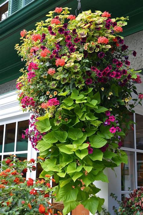 15 Beautiful Flower Hanging Baskets And Best Plant Lists Hanging Plants Outdoor Planting