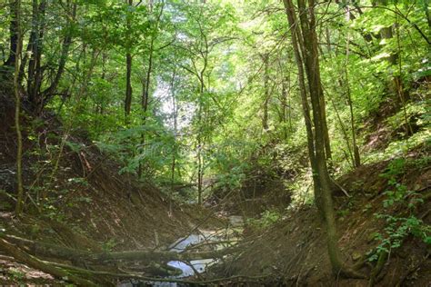 Ravine With A Small River In A Dense Forest On A Summer Day Stock Image