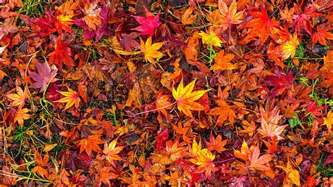Hd Wallpaper Red Leaves Autumn Leaves Foliage Leaf Wallpaper Flare