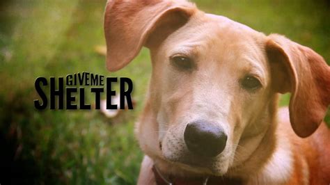 Give Me Shelter Teaser On Vimeo