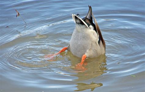 Diving Duck Free Stock Photo Public Domain Pictures