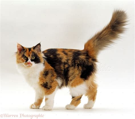 Image 15502 Calico Cat Walking With Tail Up White Background