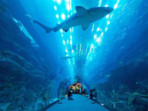 Must See Attractions In Dubai Dubai Attractions Dubai Dubai Aquarium My Xxx Hot Girl