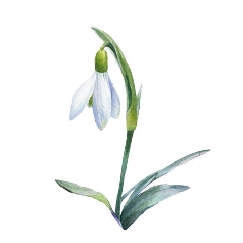 Snowdrop Flower Isolated Illustrations Royalty Free Vector Graphics