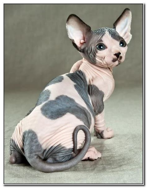 Cute Hairless Cat Sphynx Cat Pretty Cats