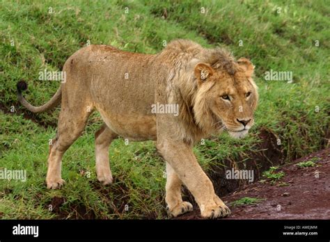 Adolescent Male Lion Crossing The Road In The Ngorongoro Crater On