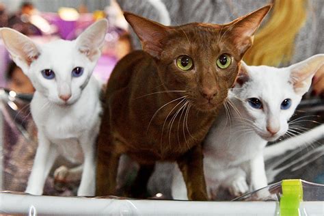 1 марта - День кошек в России. История праздника, интересные факты о кошках | Местное время ...