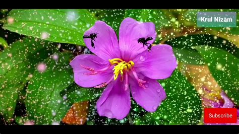 07:45 perkongsian cikgu man menternak lebah madu kelulut dipersekitaran rumah. Lebah kelulut (Stingless bee) menggumpul pollen bunga ...