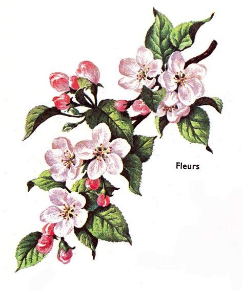 Dessins En Couleurs à Imprimer Fleurs Numéro 70907