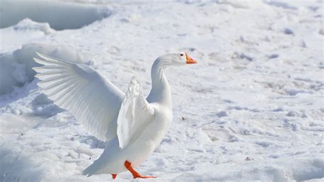 Download White Bird Snow Goose Animal Goose 4k Ultra Hd Wallpaper By