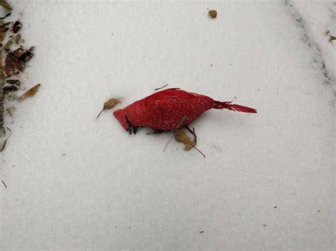 A Male Cardinal Died Outside My House This Morning Rsad