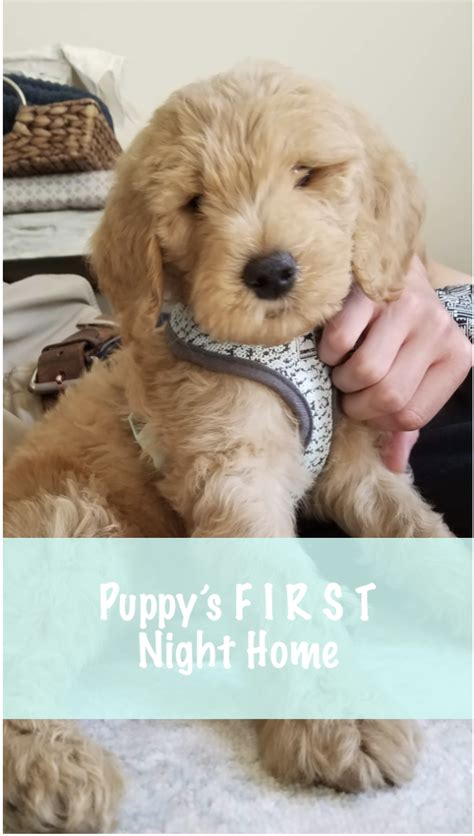 From birth until gotchya day like most dog breeds, goldendoodles generally do the majority of their growing in the first six months of life. Our Goldendoodle | For Our Pup! | Mini goldendoodle ...