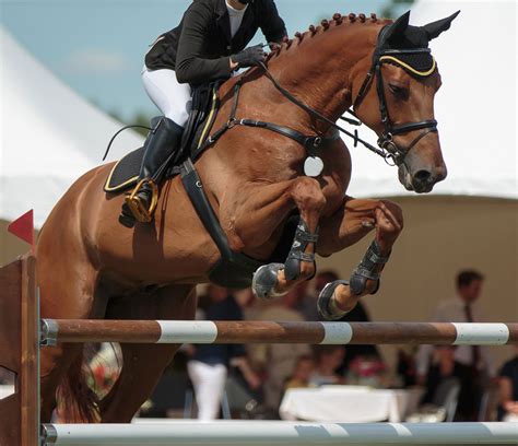 Warmblood-Sales