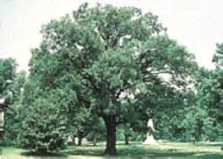 We grow a wide selection of native plant browse our catalog by name, use or variety. Musser Forests, Inc. - Product Info