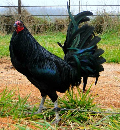 #cockfight #pelea #gallos #oaxaca #tehuantepec #méxico #people #animals #photography #original photographers #photographers on tumblr #black and white #blanco y negro #digital photography. Images For > Grey Gamefowl Bloodlines | Beautiful chickens ...