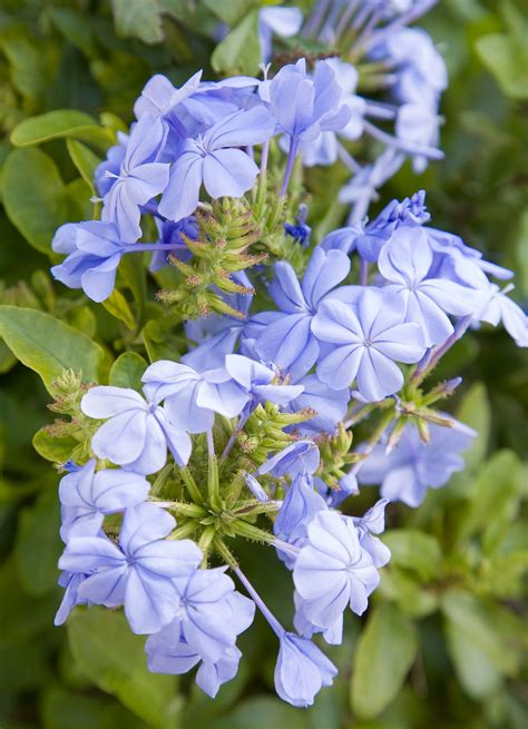Upright containers, pollinator gardens, mass plantings in landscapes. 15 Container Garden Plants That Will Thrive in Summer Heat ...