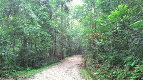 Forest research institute malaysia (frim) nature trekking from kuala lumpur. FRIM -Forest Research Institute of Malaysia (Petaling Jaya ...