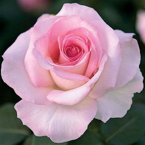 Promise Roses Rose Flower Pink Fragrant Live Plant Bush Large Bud Bare