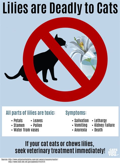 We did not find results for: Lilies are Toxic to Cats - Cats Herd You