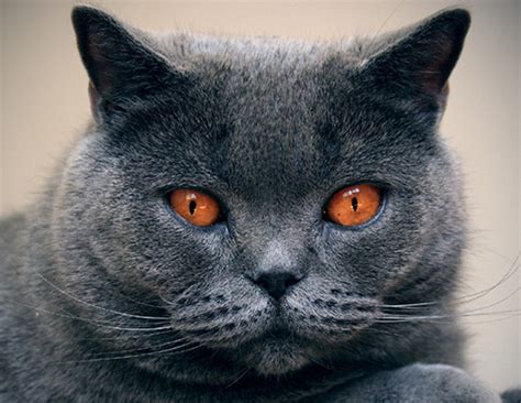 Like many breeds, the persian cat's origins are a mystery. LIFE SPAN OF CHARTREUX